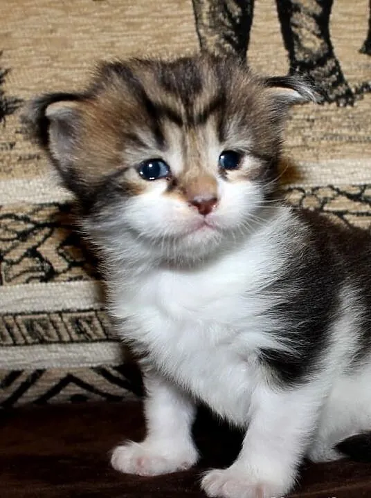 Kotka Maine Coon