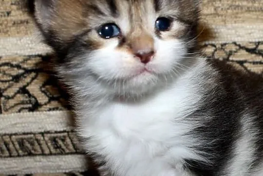 Kotka Maine Coon