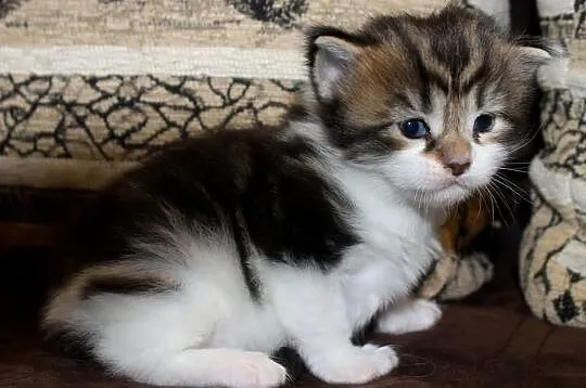 Kotka Maine Coon