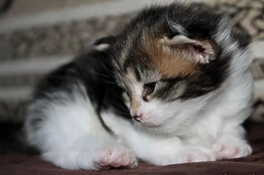 Kotka Maine Coon