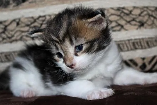 Kotka Maine Coon