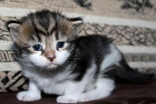 Kotka Maine Coon