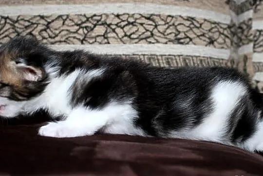Kotka Maine Coon