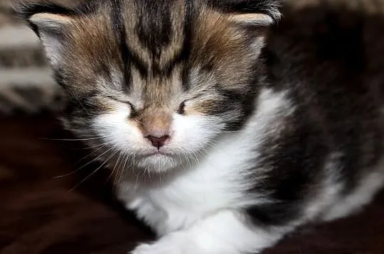 Kotka Maine Coon