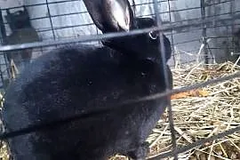 Królik miniaturka Rex samica