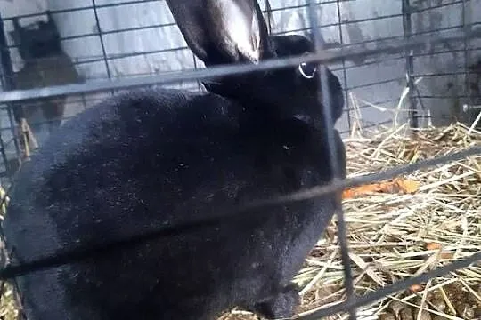 Królik miniaturka Rex samica