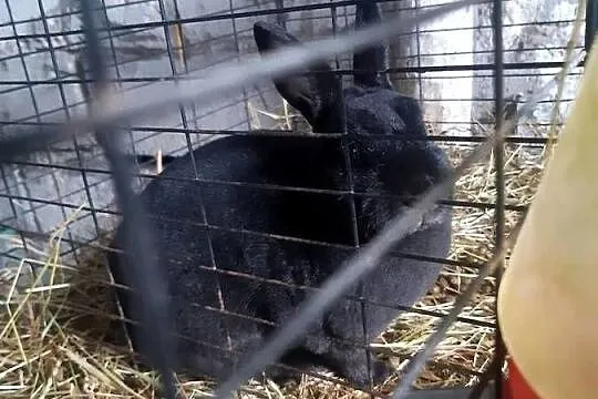 Królik miniaturka Rex samica, Łódzkie, Poddębice
