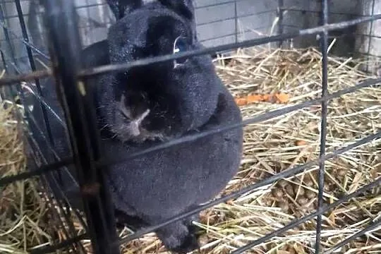 Królik miniaturka Rex samica, Łódzkie, Poddębice