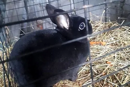 Królik miniaturka Rex samica, Łódzkie, Poddębice