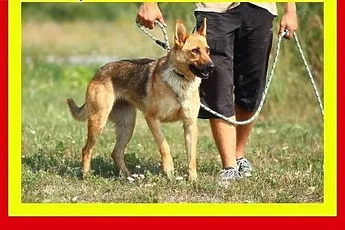 Idealna na spacery,wesoła,przyjazna,pogodna,suczka