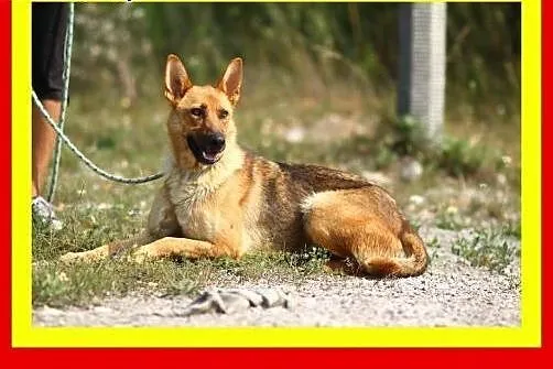 Idealna na spacery,wesoła,przyjazna,pogodna,suczka