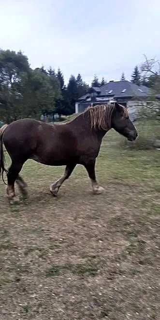 Sprzedam klacz zimnokrwista, Warmińsko-mazurskie, Orzysz