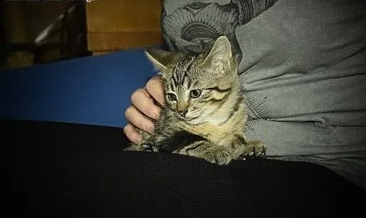 Super mrucząca Stefcia do adopcji!, śląskie Gliwi