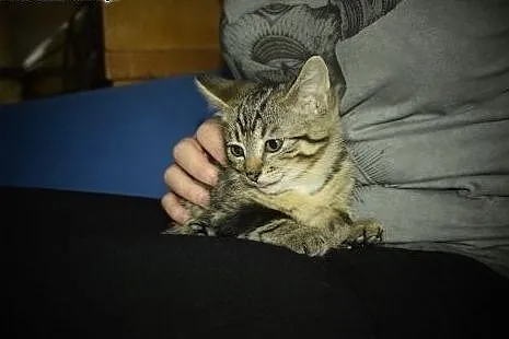 Super mrucząca Stefcia do adopcji!,  śląskie Gliwi