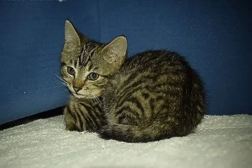 Super mrucząca Stefcia do adopcji!,  śląskie Gliwi