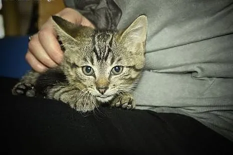 Super mrucząca Stefcia do adopcji!,  śląskie Gliwi