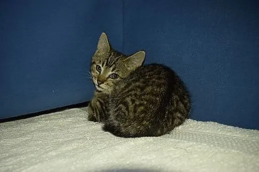 Super mrucząca Stefcia do adopcji!,  śląskie Gliwi
