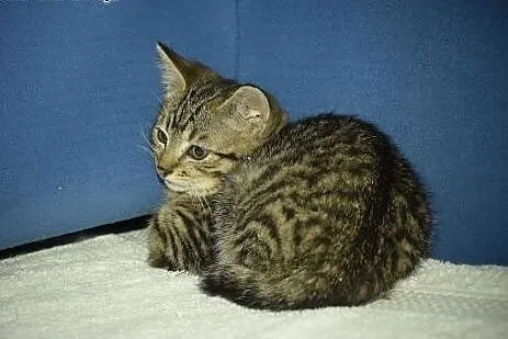 Super mrucząca Stefcia do adopcji!,  śląskie Gliwi