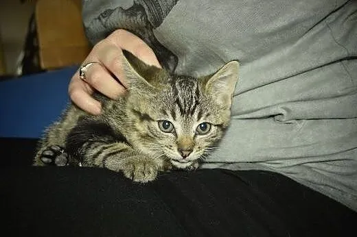 Super mrucząca Stefcia do adopcji!,  śląskie Gliwi