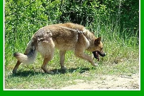 Owczarek mix,aktywny,przyjazny,czujny,oddany  czło