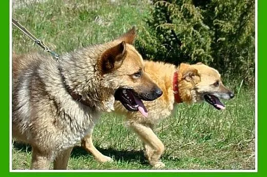 Owczarek mix,aktywny,przyjazny,czujny,oddany  czło