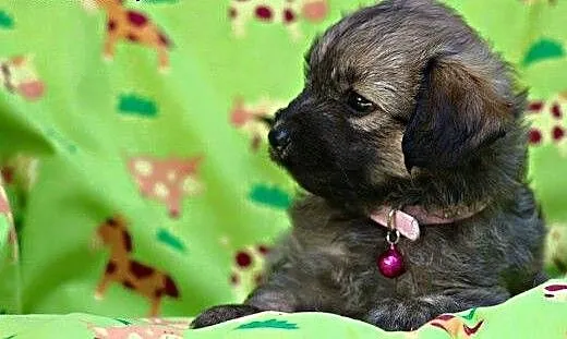 Pene - malutki szczeniaczek do adopcji, mazowieck