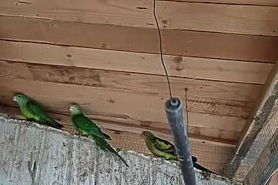 Sprzedam papugi Barabandy