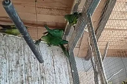Sprzedam papugi Barabandy, Wielkopolskie, Opalenica