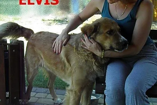 Elvis i Misia czekają na dom,  mazowieckie Warszaw