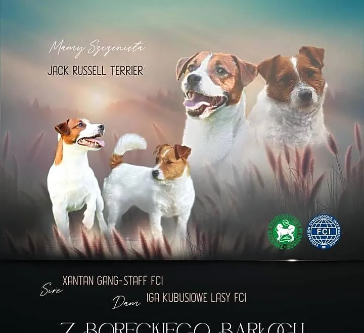 Jack russell terrier szczenięta, Wielkopolskie, Gostyń