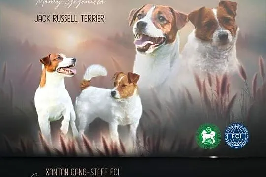 Jack russell terrier szczenięta, Wielkopolskie, Gostyń