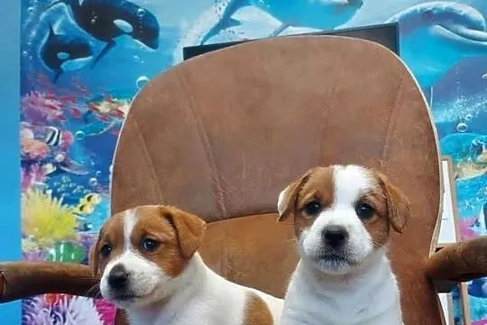 Jack russell terrier szczenięta, Wielkopolskie, Gostyń