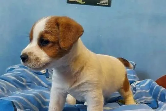 Jack russell terrier szczenięta, Wielkopolskie, Gostyń