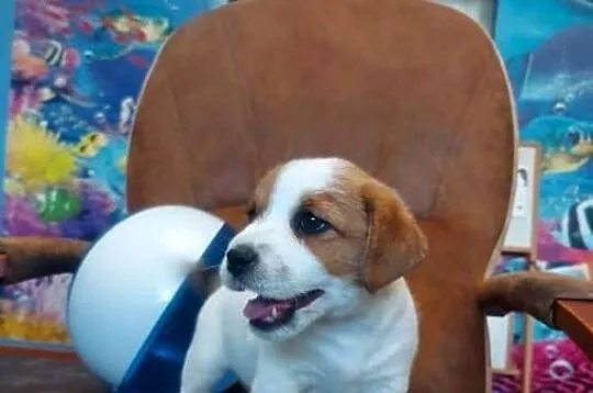 Jack russell terrier szczenięta, Wielkopolskie, Gostyń