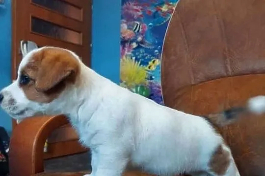 Jack russell terrier szczenięta, Wielkopolskie, Gostyń