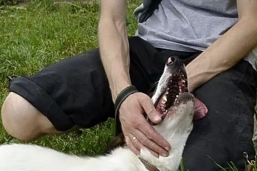 Szczękuś to młodziutki i wesoły psiak, nie słyszy,