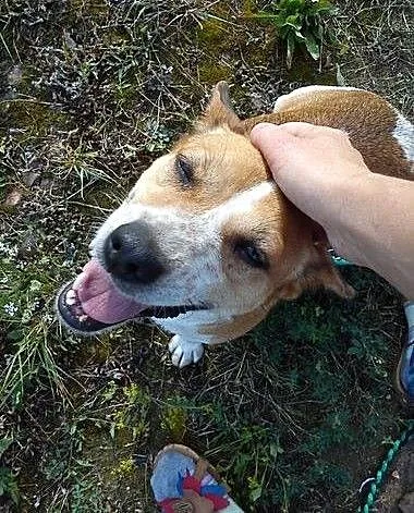 Spajk szuka domu, kujawsko-pomorskie Grudziądz