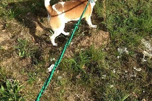 Spajk szuka domu,  kujawsko-pomorskie Grudziądz
