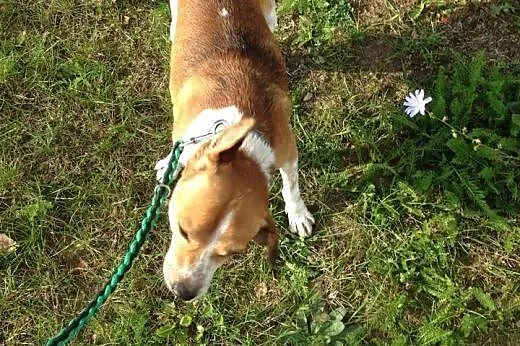 Spajk szuka domu,  kujawsko-pomorskie Grudziądz