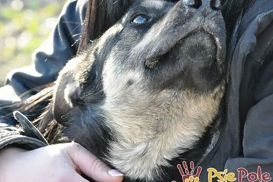 MILKY-młody psiak po przejściach-szukamy spokojnego opiekuna, adopcja, Małopolskie, Kraków