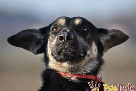 MILKY-młody psiak po przejściach-szukamy spokojnego opiekuna, adopcja, Małopolskie, Kraków