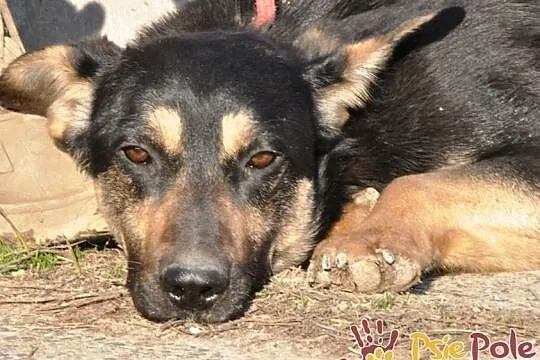 MILKY-młody psiak po przejściach-szukamy spokojnego opiekuna, adopcja, Małopolskie, Kraków