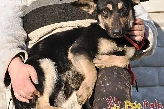 MILKY-młody psiak po przejściach-szukamy spokojnego opiekuna, adopcja, Małopolskie, Kraków