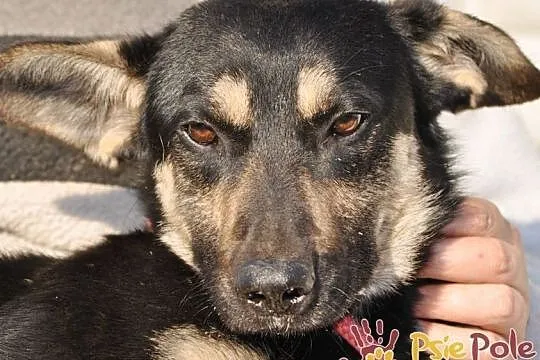 MILKY-młody psiak po przejściach-szukamy spokojnego opiekuna, adopcja, Małopolskie, Kraków