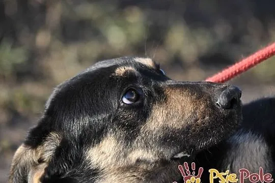 MILKY-młody psiak po przejściach-szukamy spokojnego opiekuna, adopcja, Małopolskie, Kraków