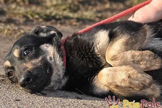 MILKY-młody psiak po przejściach-szukamy spokojnego opiekuna, adopcja, Małopolskie, Kraków
