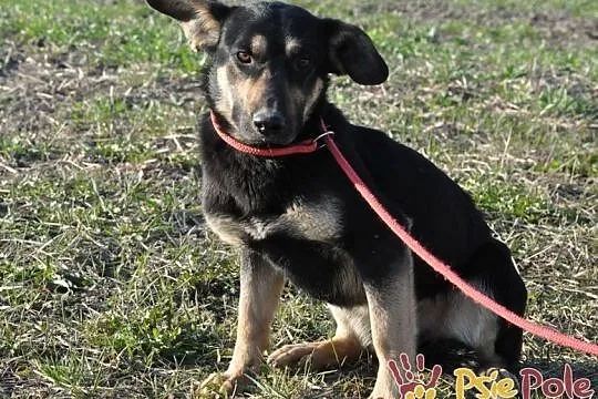 MILKY-młody psiak po przejściach-szukamy spokojnego opiekuna, adopcja, Małopolskie, Kraków