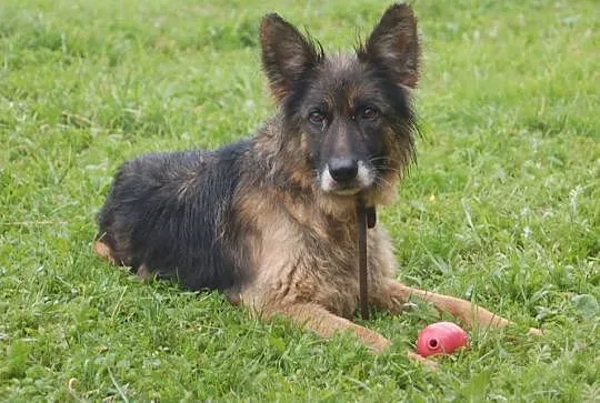 IDA wyjątkowa sunia owczarek szuka wyjątkowych lud