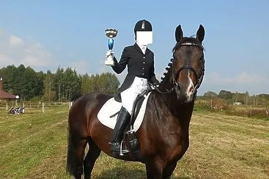Sprzedam Pilnie konia do ambitnej rekreacji lub za