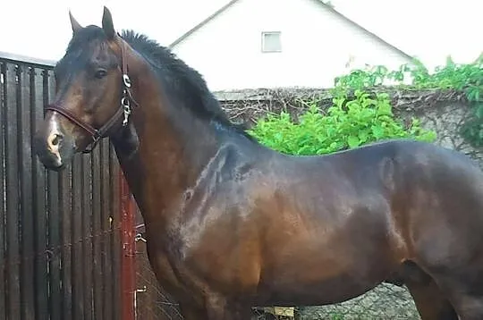Sprzedam Pilnie konia do ambitnej rekreacji lub za